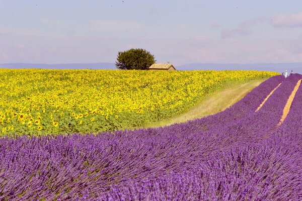 Champ de lavande en fleurs avec une maison