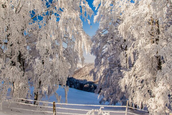 Valla y árboles cubiertos de nieve