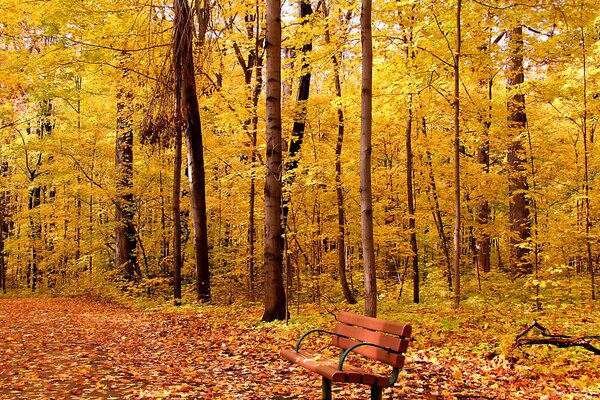 Foresta di Osen giallo con panchina