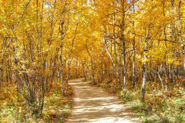 Herbstpfad im Birkenwald