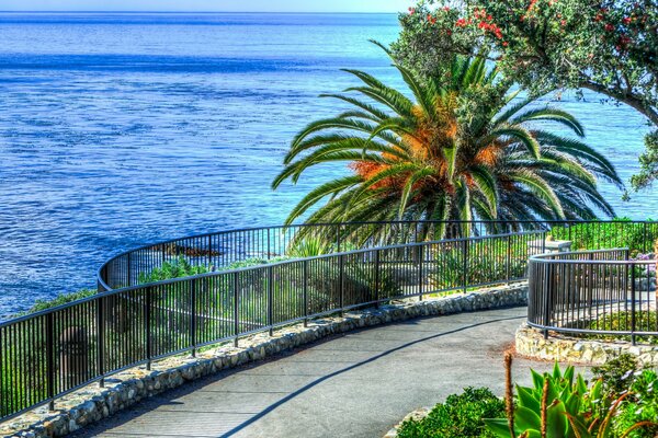 Mer et plage de palmiers aux États-Unis