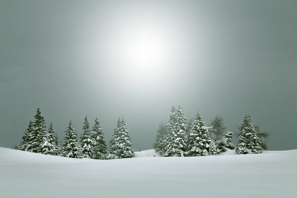 Paesaggio invernale, alberi di Natale innevati