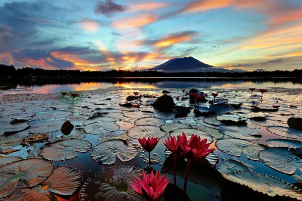 Water lilies at dawn