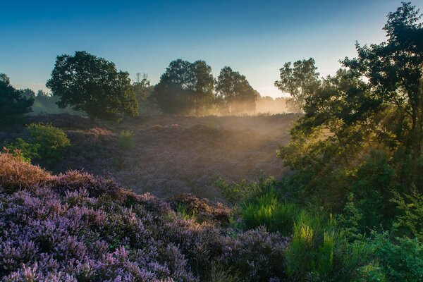 Национальный парк реден Нидерланды утро
