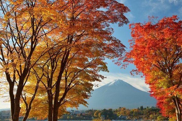 Alberi autunnali sullo sfondo della montagna Giapponese