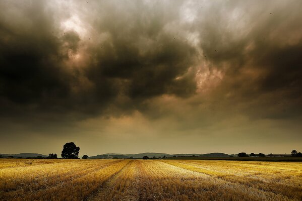 Wheat field near the village