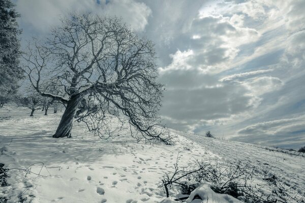 Tonos fríos del invierno. Árbol en el campo