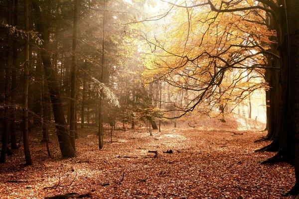 Title Natur herbstliche verführerische Naturlandschaft