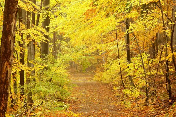 Goldener Herbst im Wald