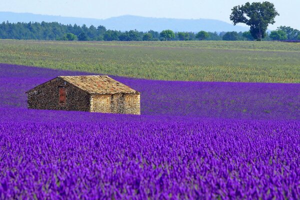 Prairie fleurie de lavande avec maison en France