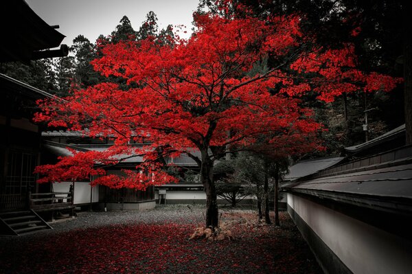 Karmazynowe drzewo jesienią na podwórku w Japonii