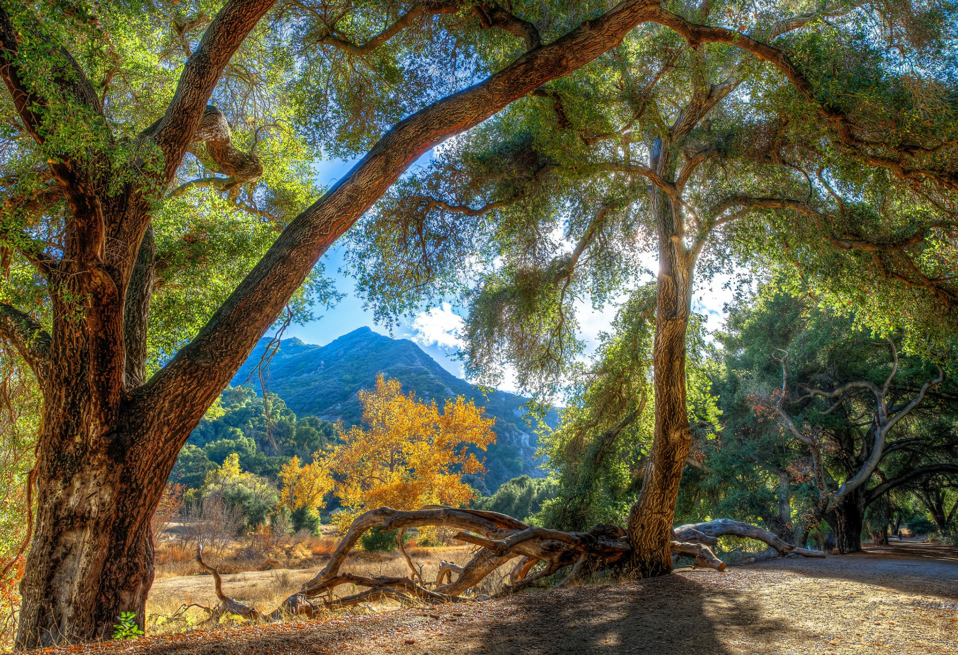 hdr montañas árboles luz