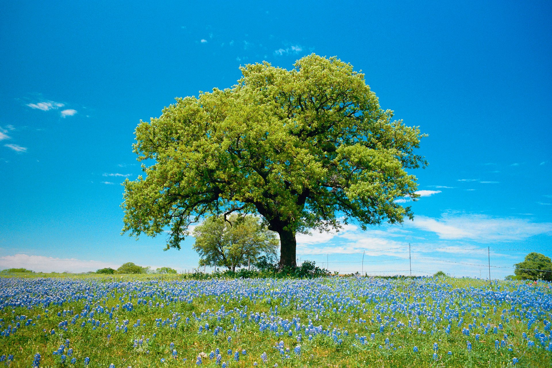 cielo nuvole campo prato fiori albero primavera