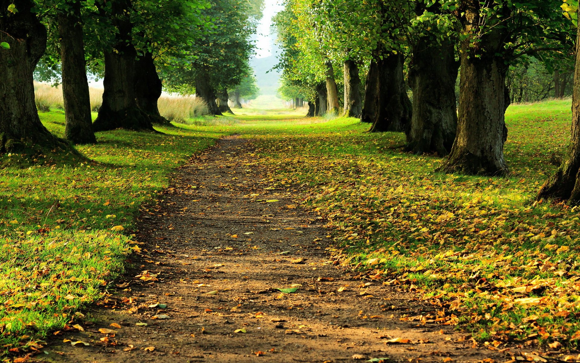 waldstraße herbst landschaft