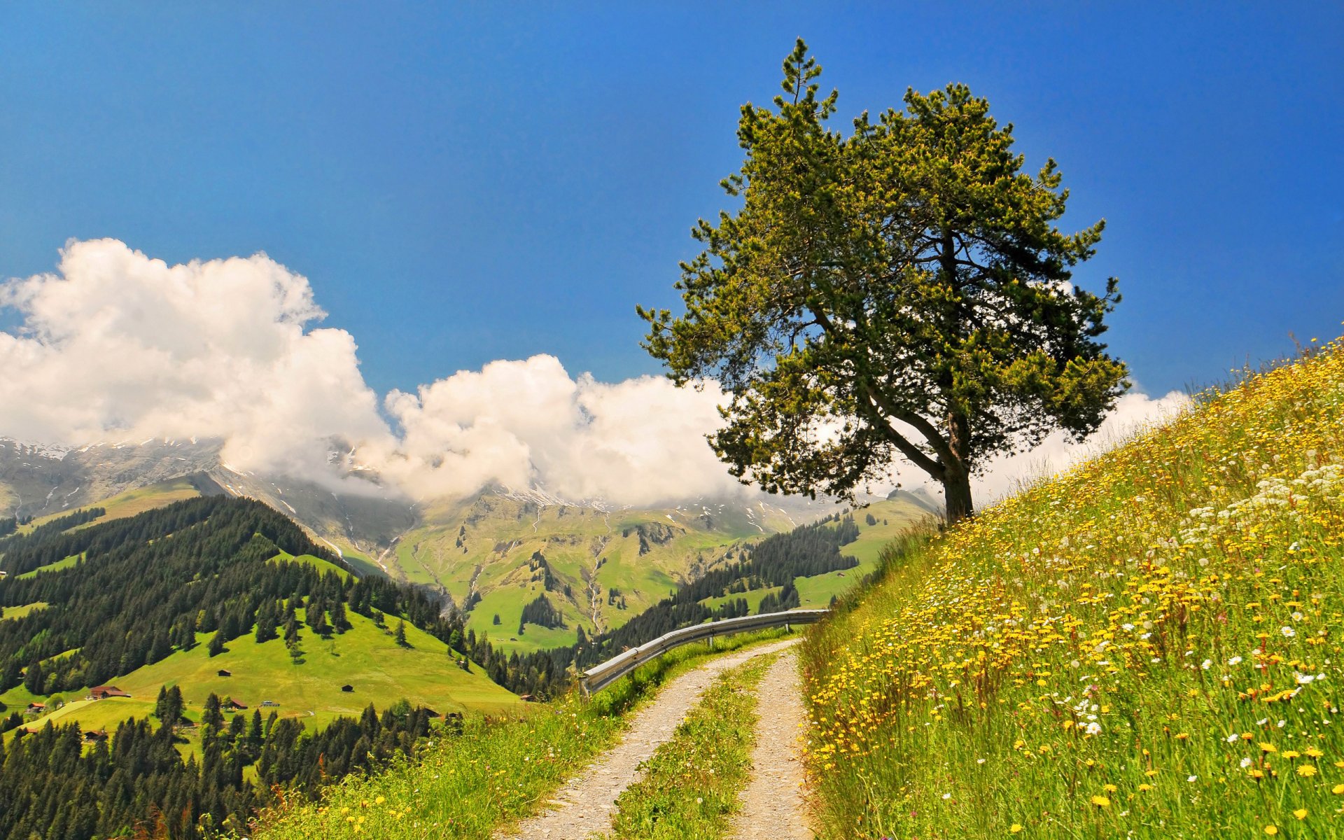 himmel berge wald wolken gras blumen baum straße drehen natur