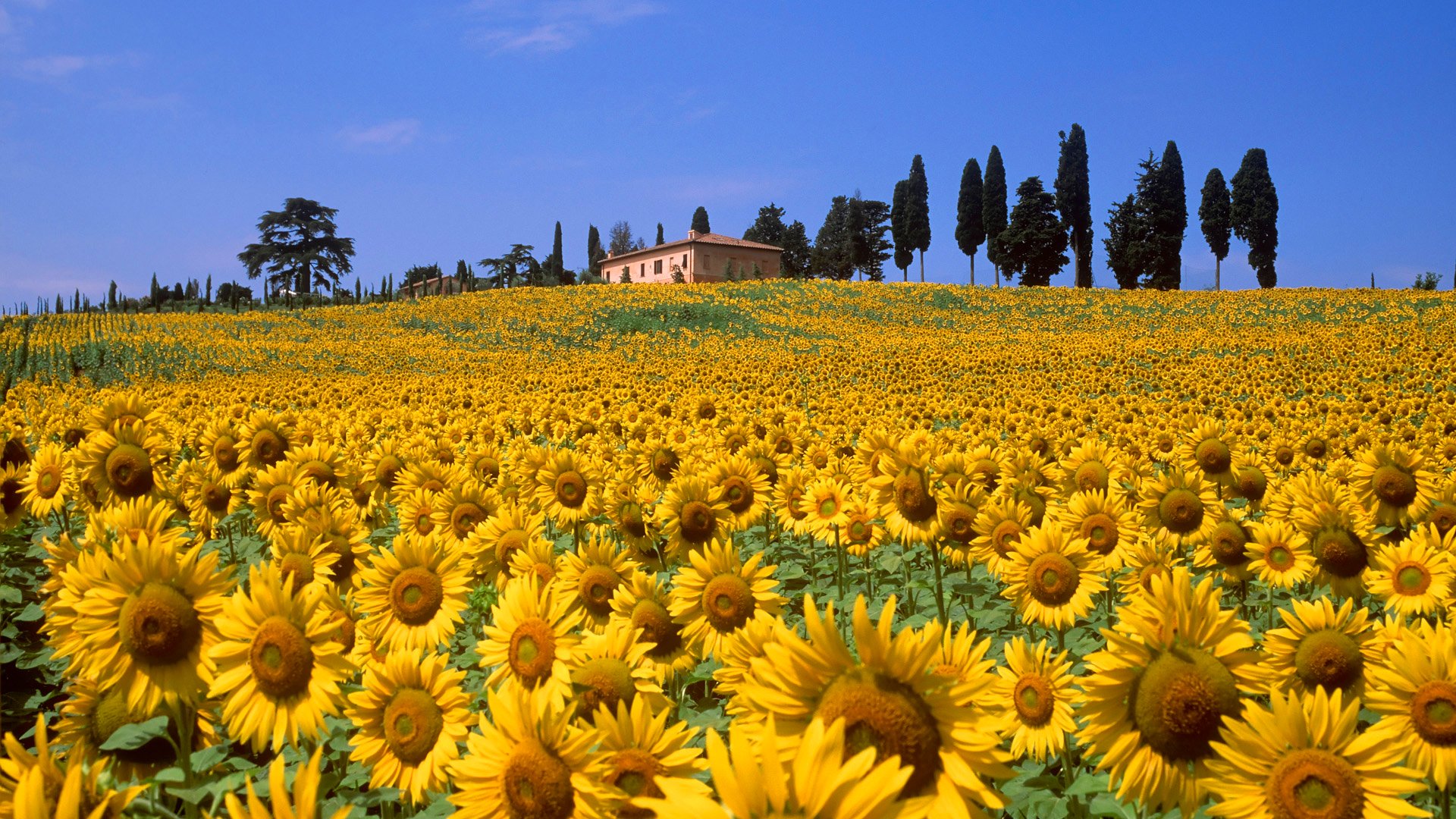 toscana italia italy sky hills the field flower sunflower house tree