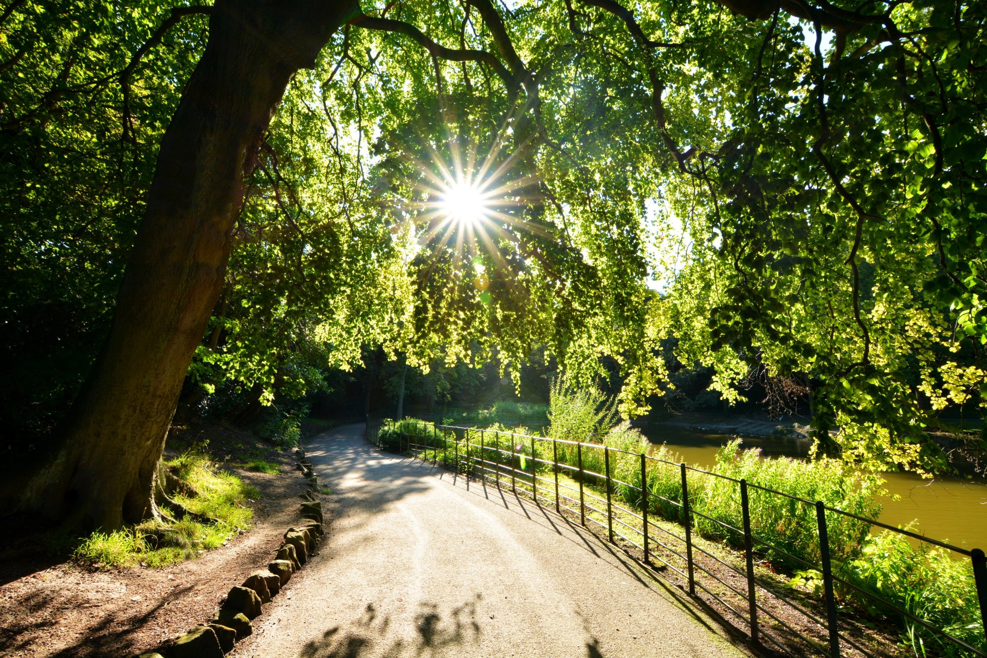 bäume laub sonne strahlen licht gehweg ufer see park wirral birkenhead merseyside england