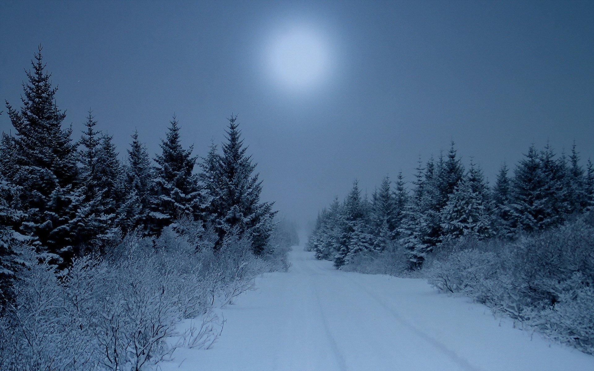 Зимний лес ночью