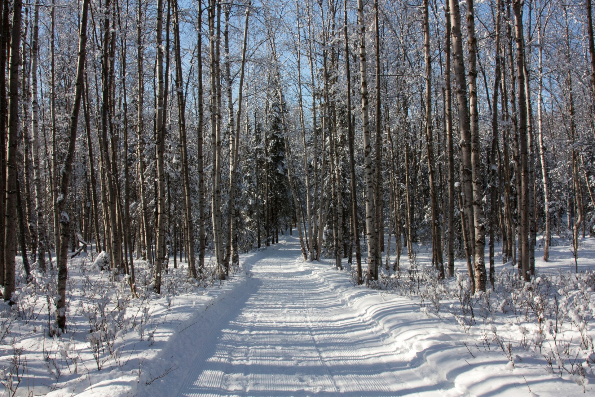 forêt arbres hiver neige route traces