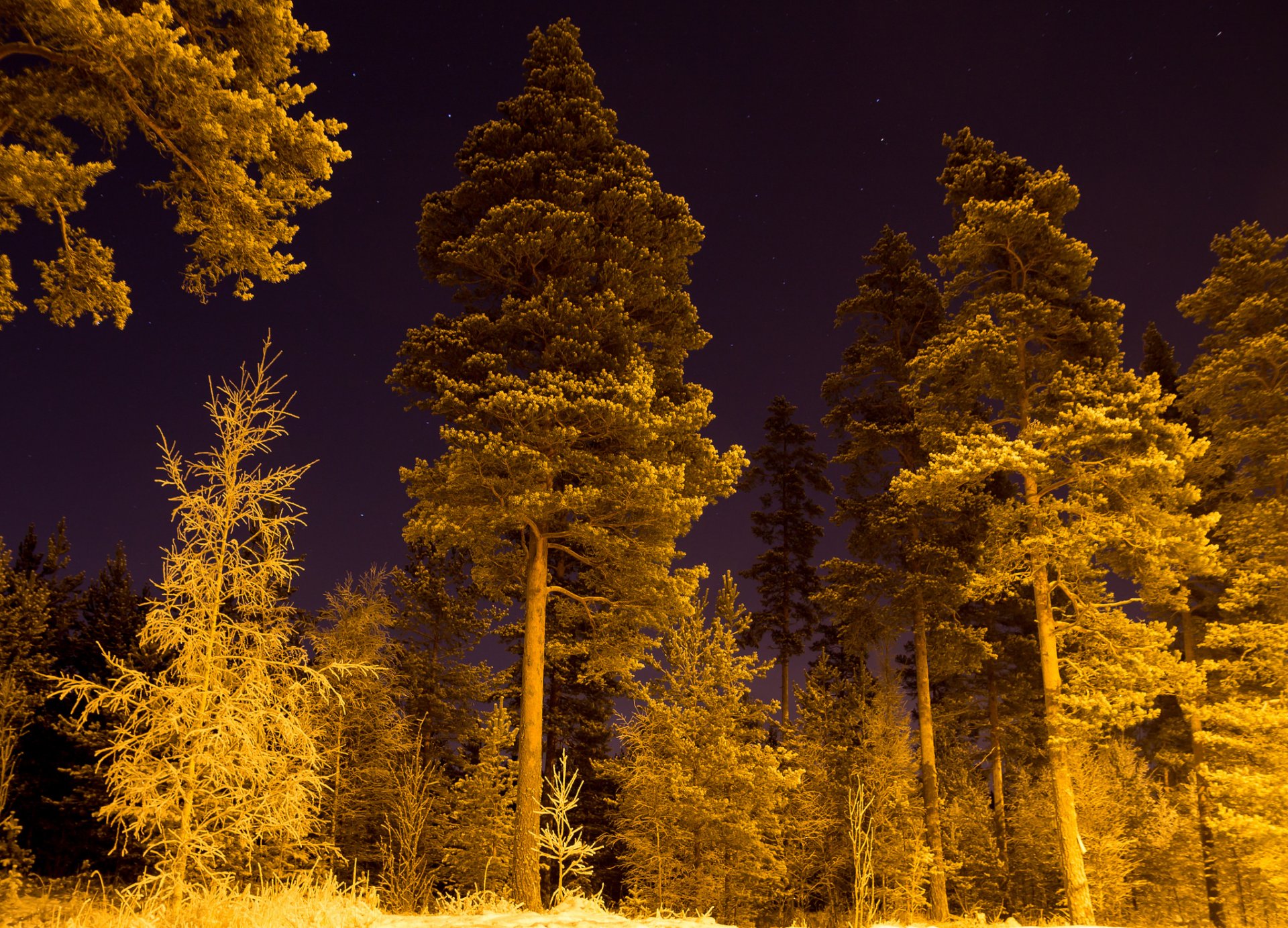 foresta inverno neve notte stelle illuminazione