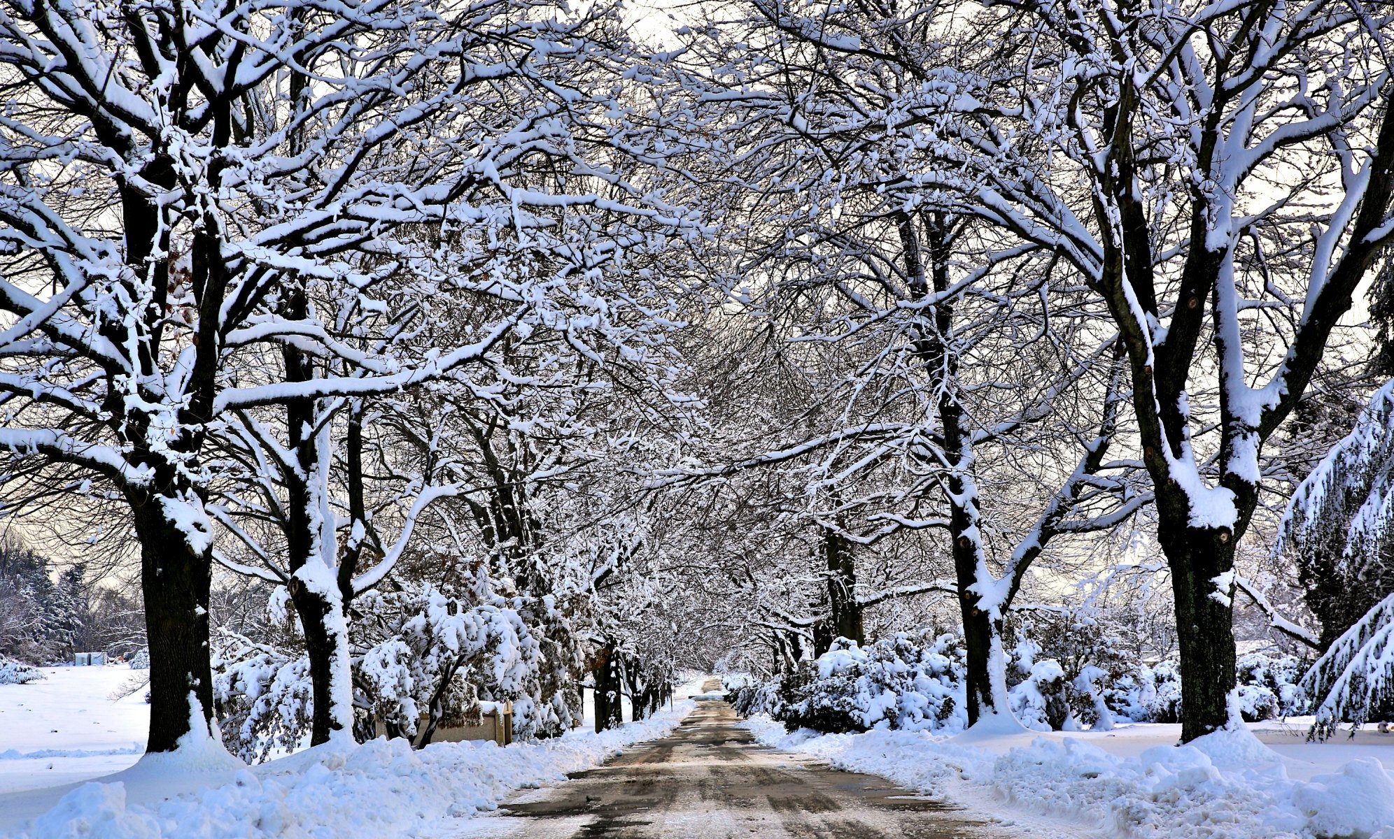 hiver neige route arbres