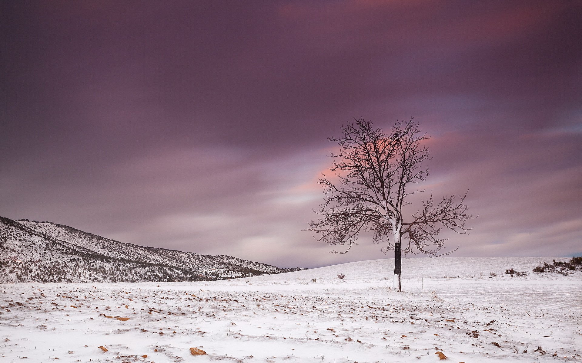 campo árbol invierno paisaje