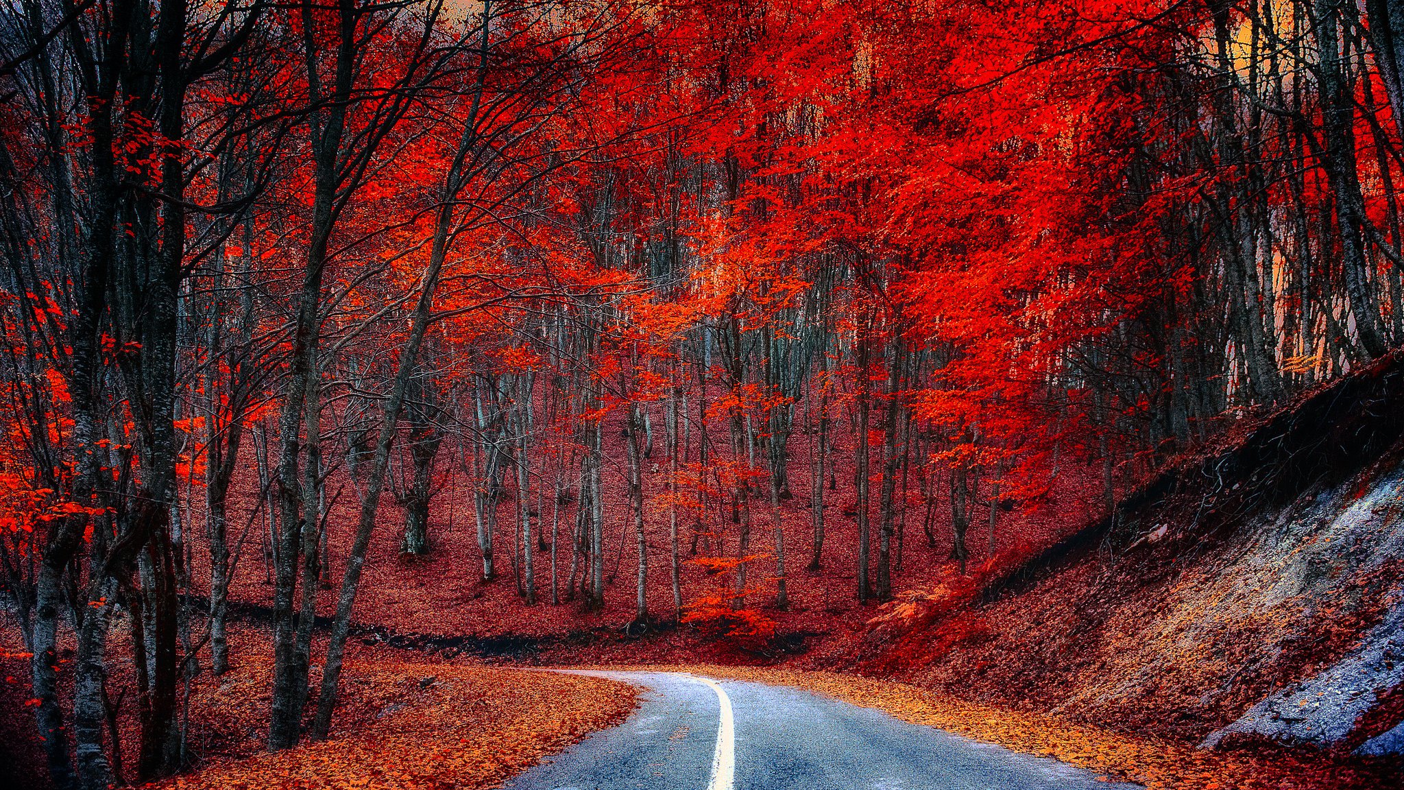 forest tree road leaves autumn purple