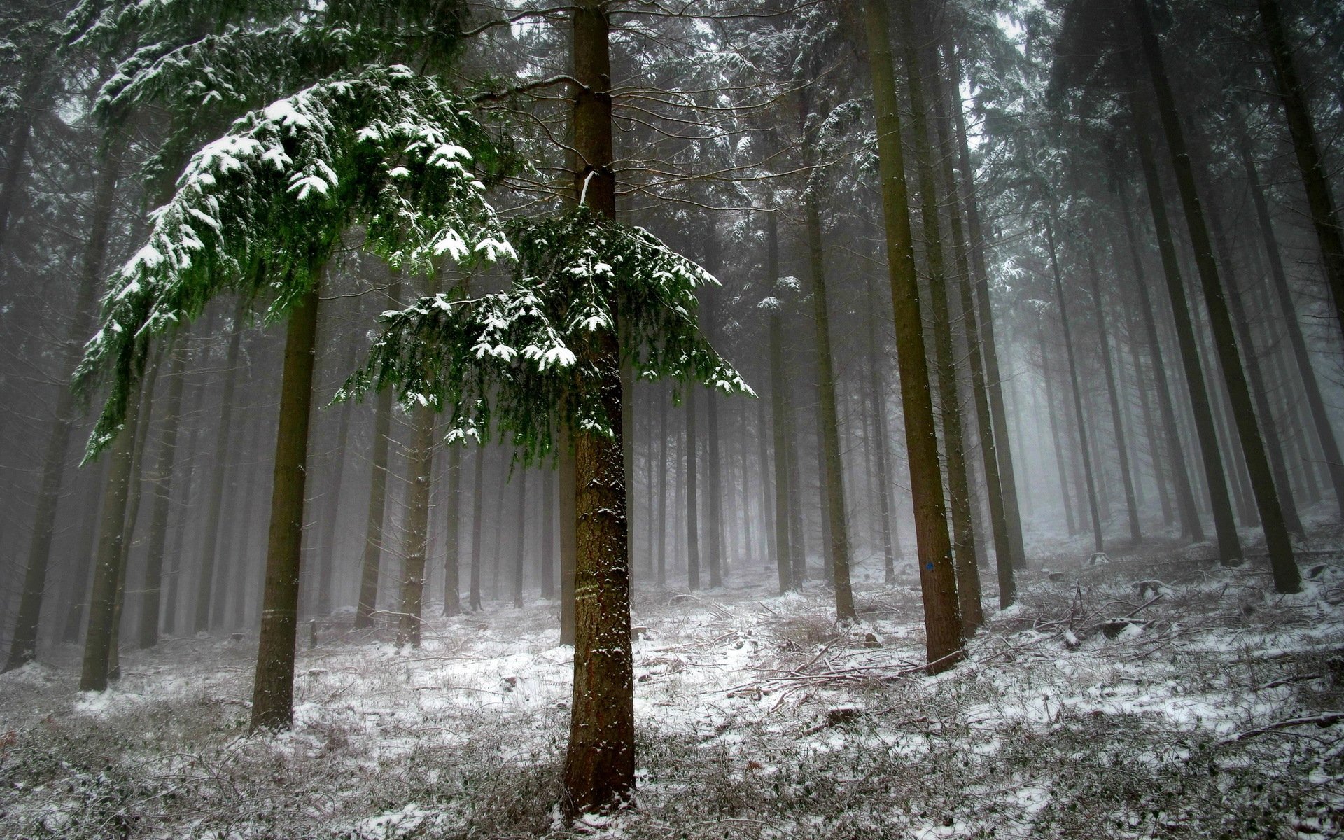 bosque árboles nieve paisaje