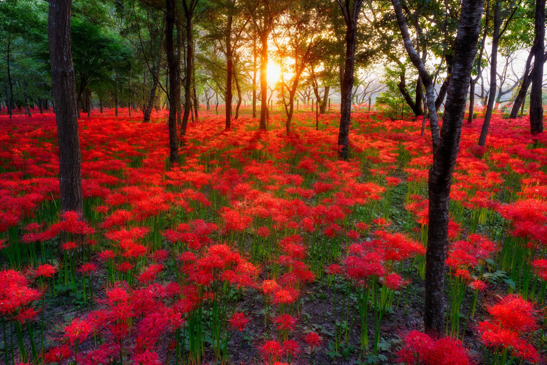 naturaleza sol puesta de sol flores bosque parque árboles paseo