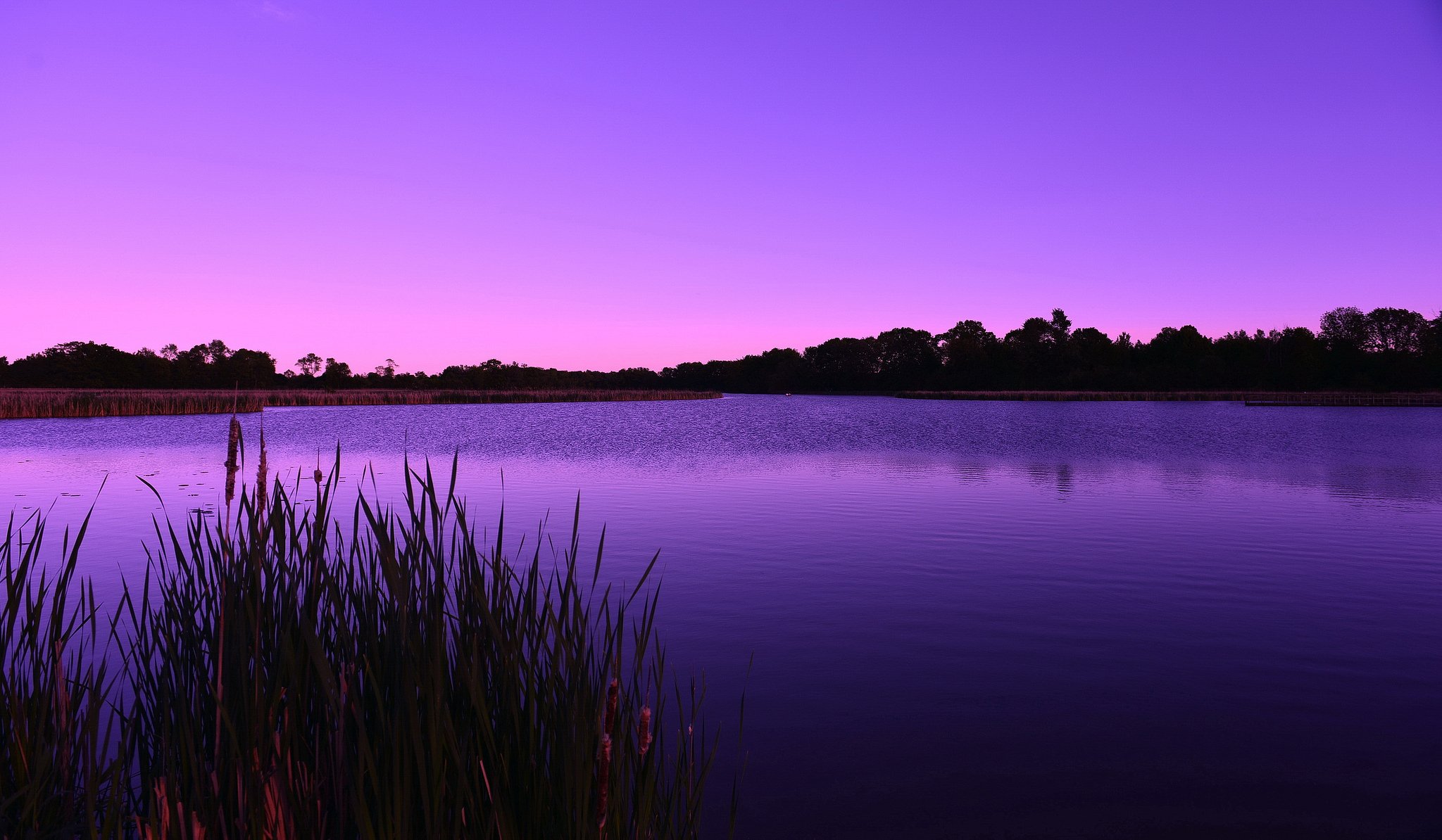 bosque lago juncos mañana amanecer lila