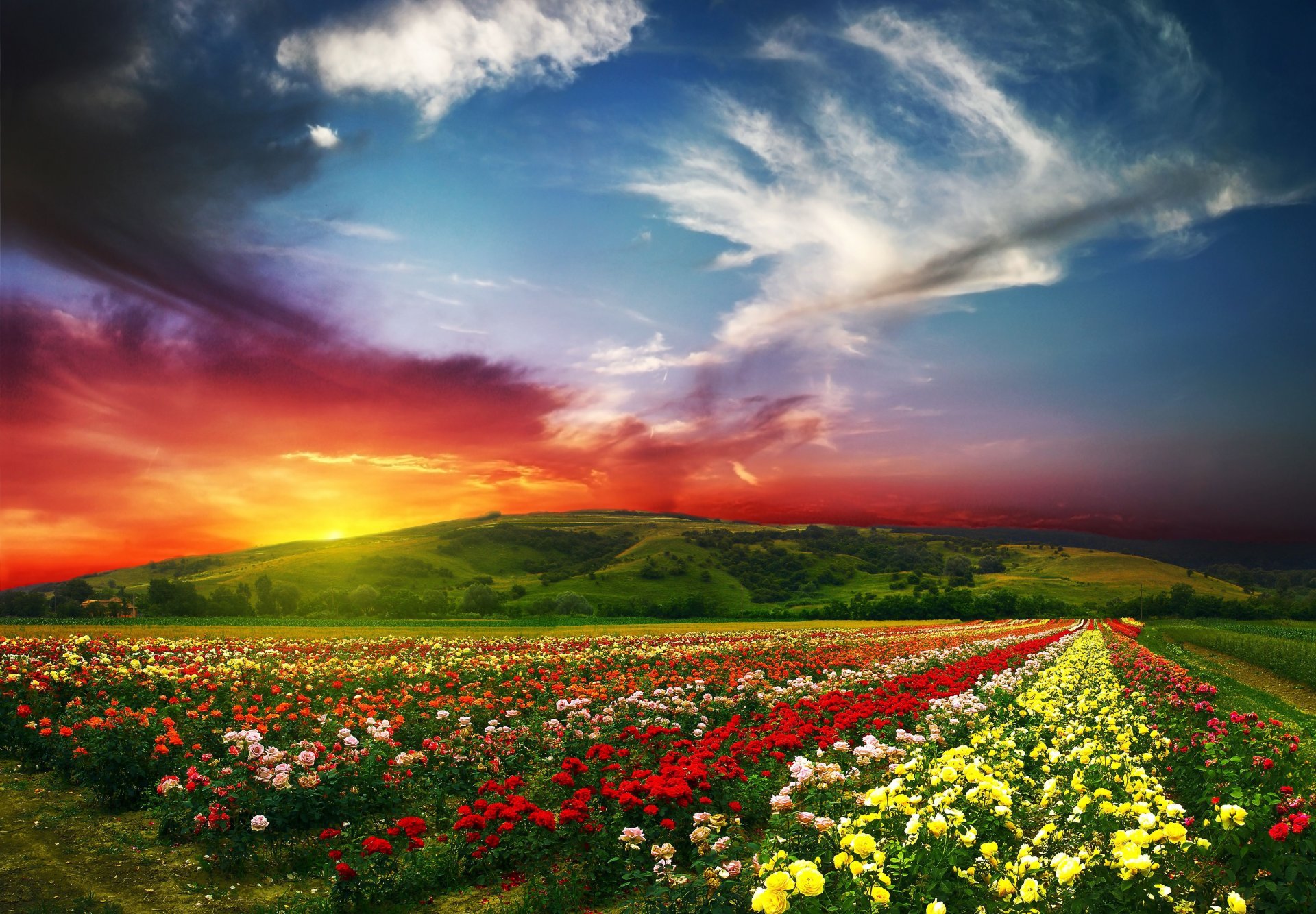 campo flores rosas capullos pétalos variedad hileras distancia horizonte color belleza colinas montañas cielo nubes llanura prado hierba naturaleza verdor vegetación amanecer atardecer luz rayos