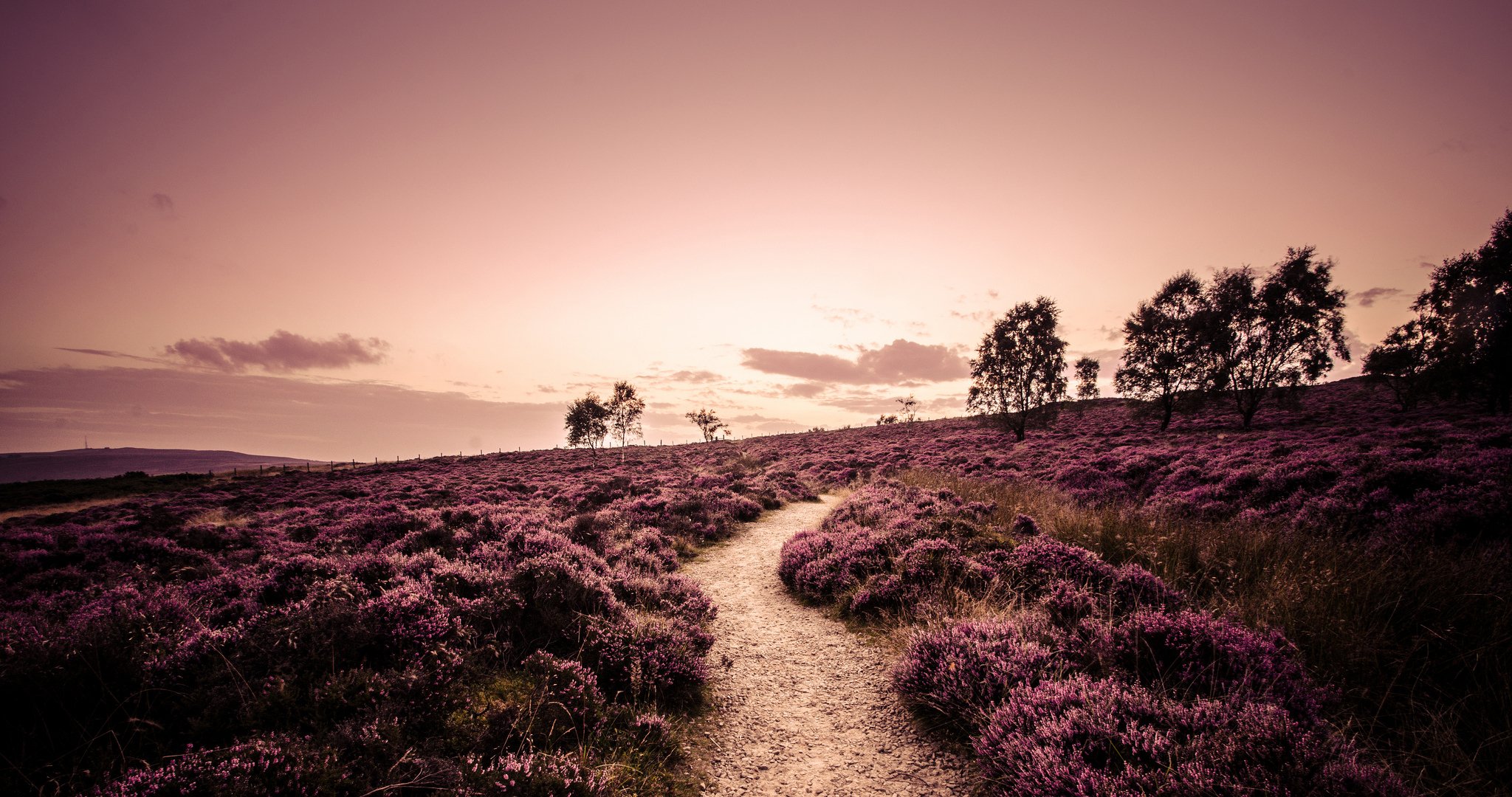 derbyshire inghilterra campo erica piante alberi strada sentiero natura paesaggio sera