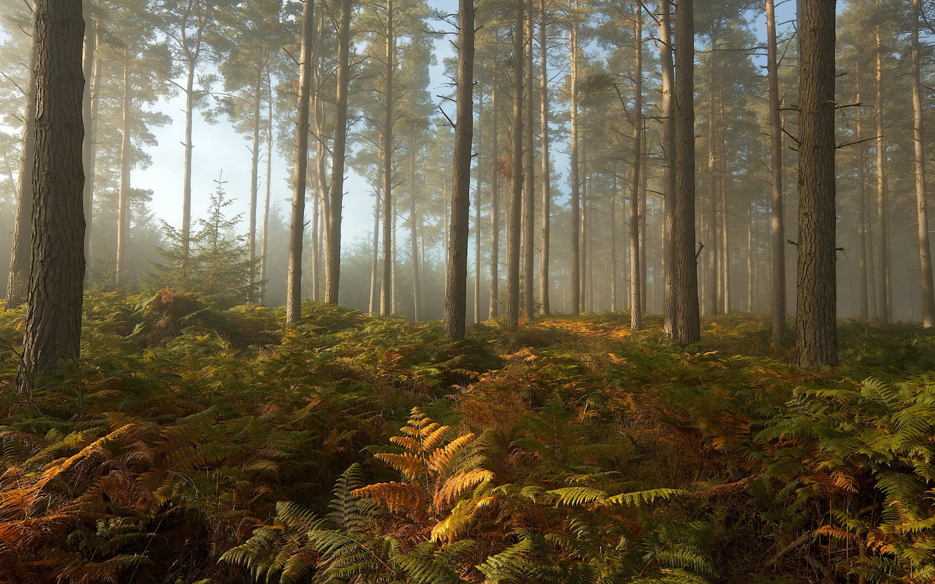 eptember mist trees forest landscape