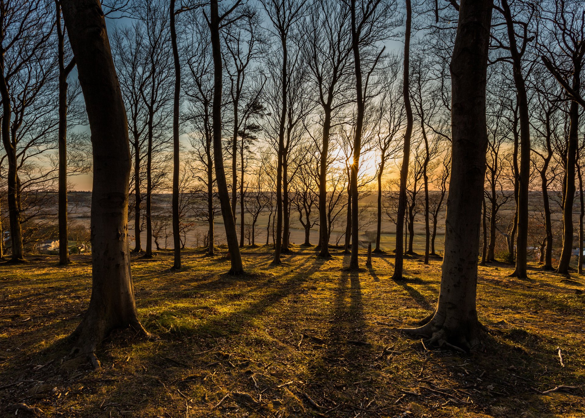 wald bäume sonnenuntergang sonne ansicht