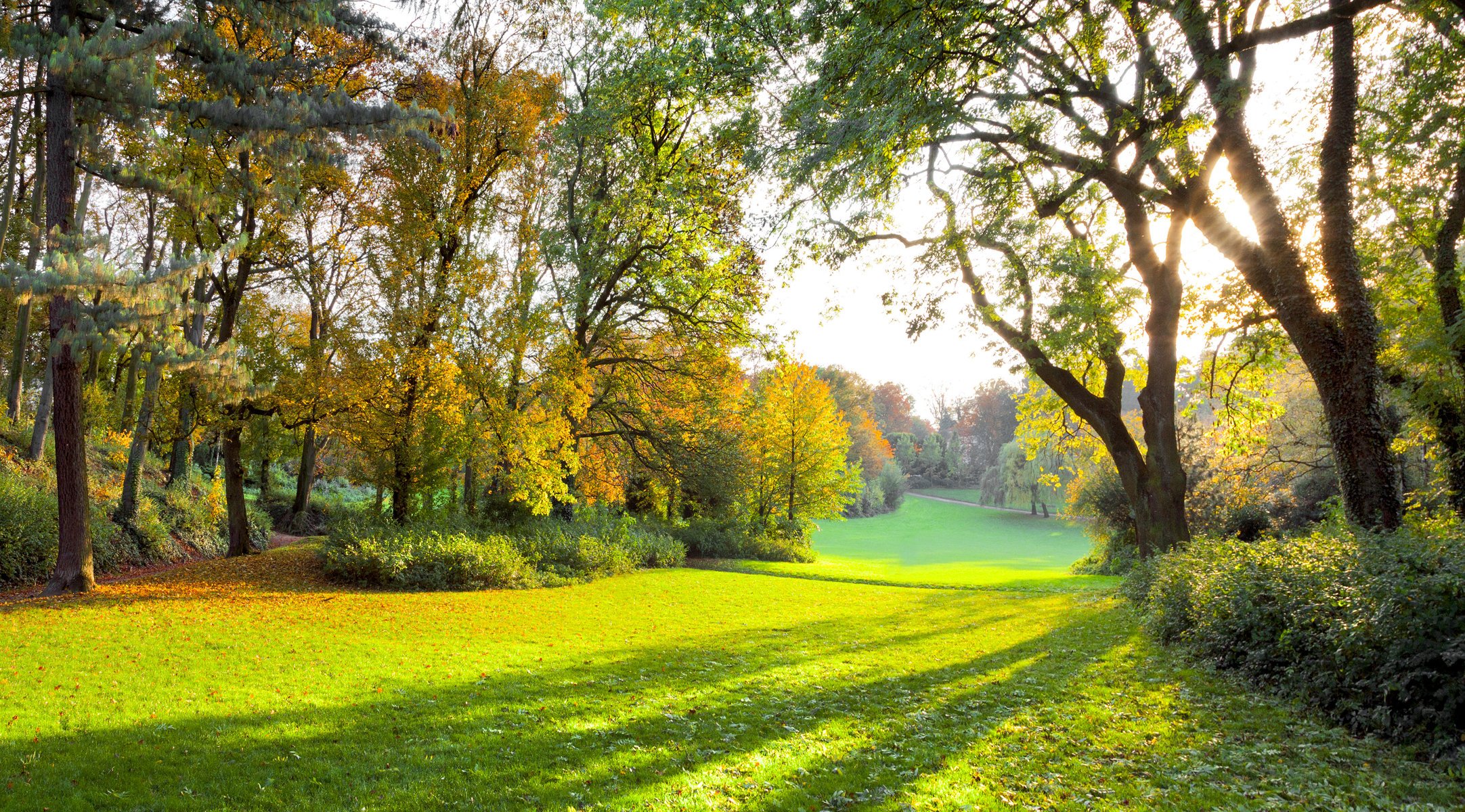 parque de otoño luz del sol bosque de otoño bosque campo verde hierba árboles naturaleza paisaje hermosa escena luz del sol campo verde hermoso escenario