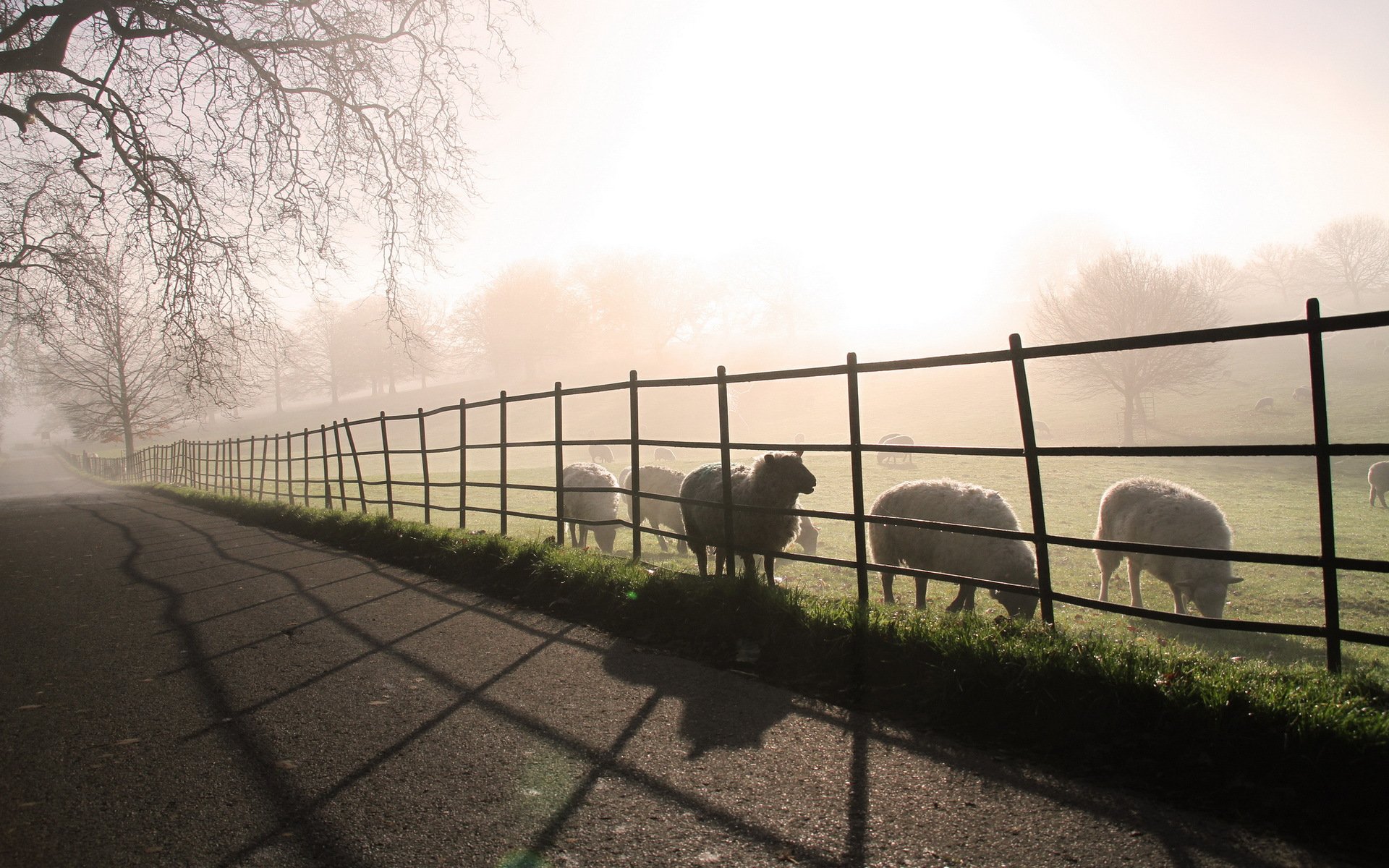 straße morgen nebel schafe landschaft