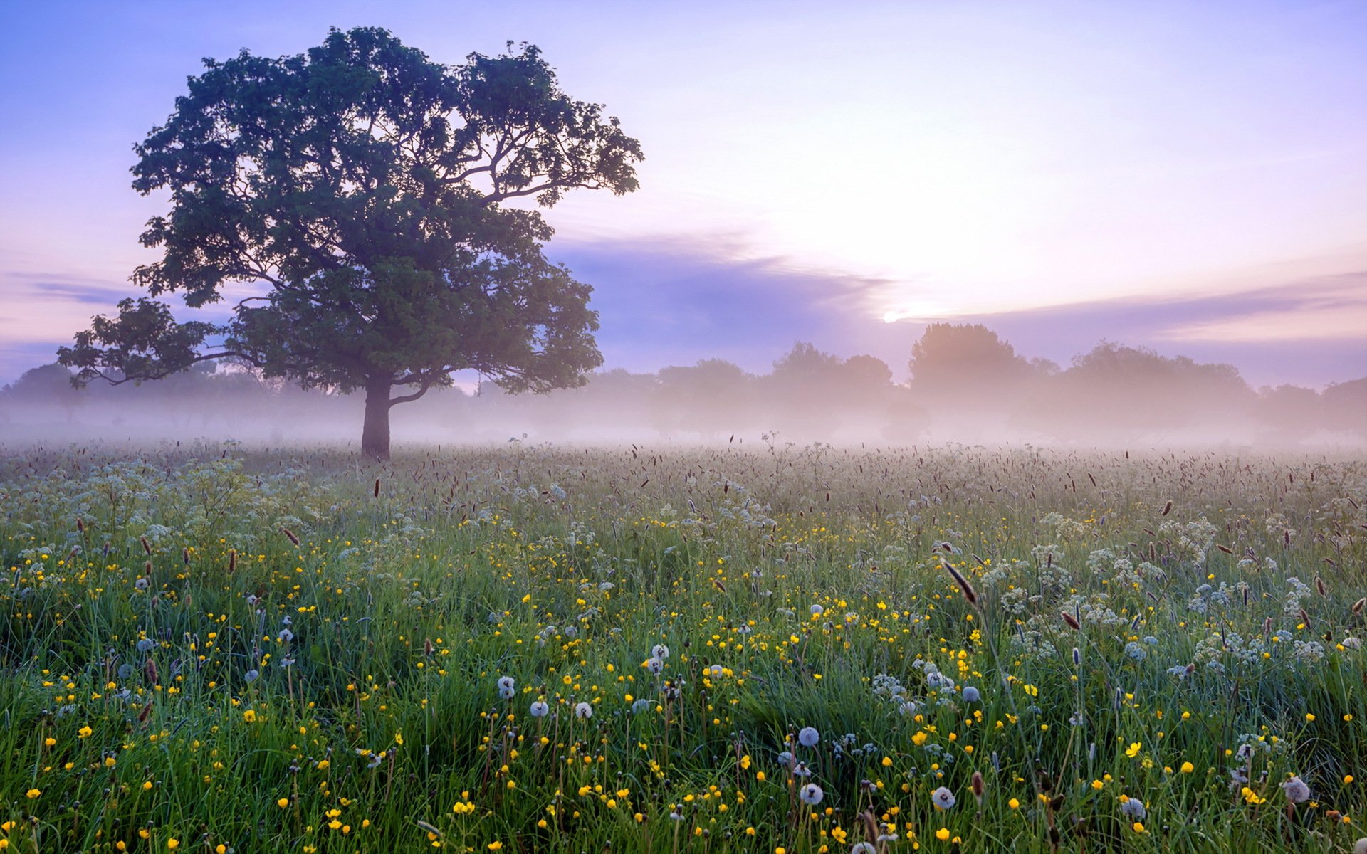 morgen feld nebel landschaft