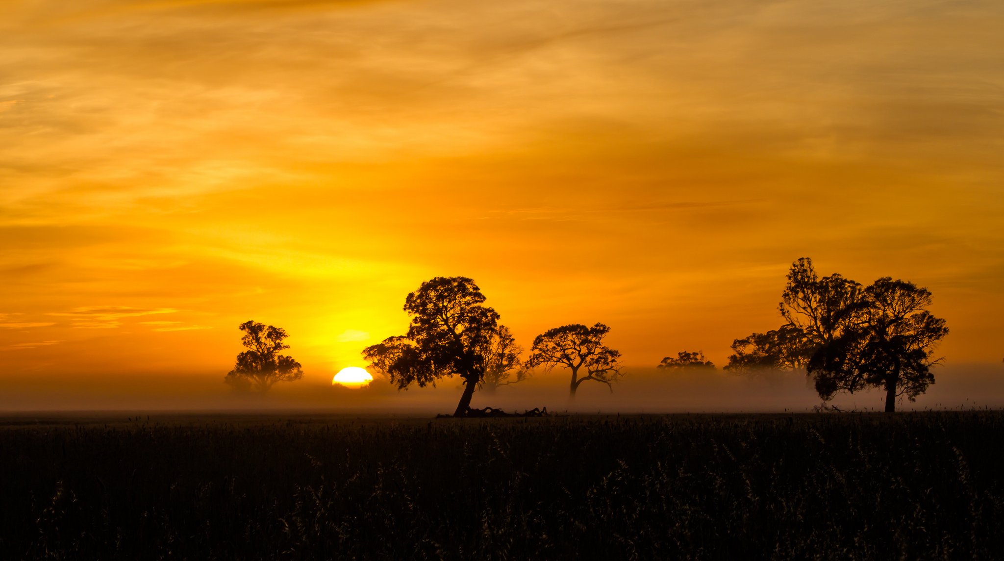 nebel silhouette penola orange