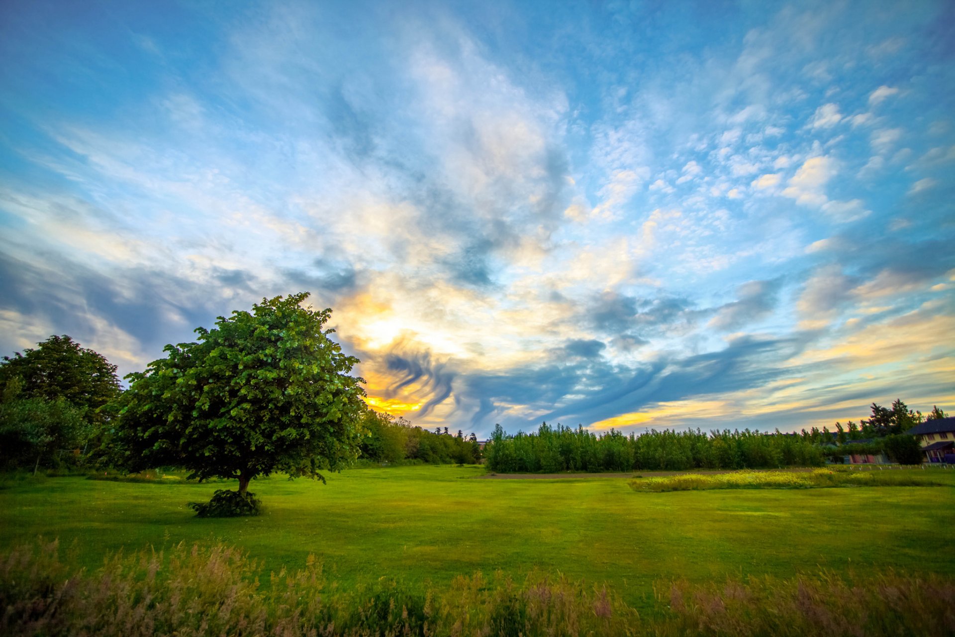 house . glade tree dawn