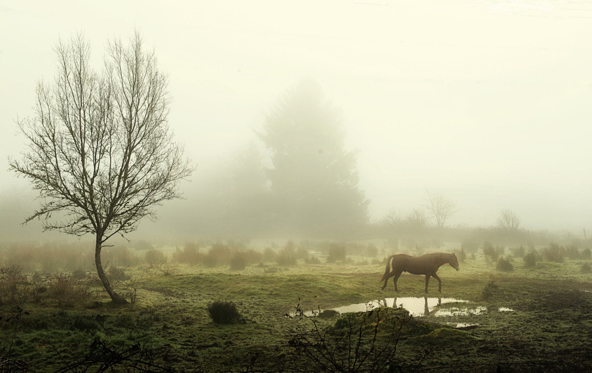 mañana niebla árboles charco caballo