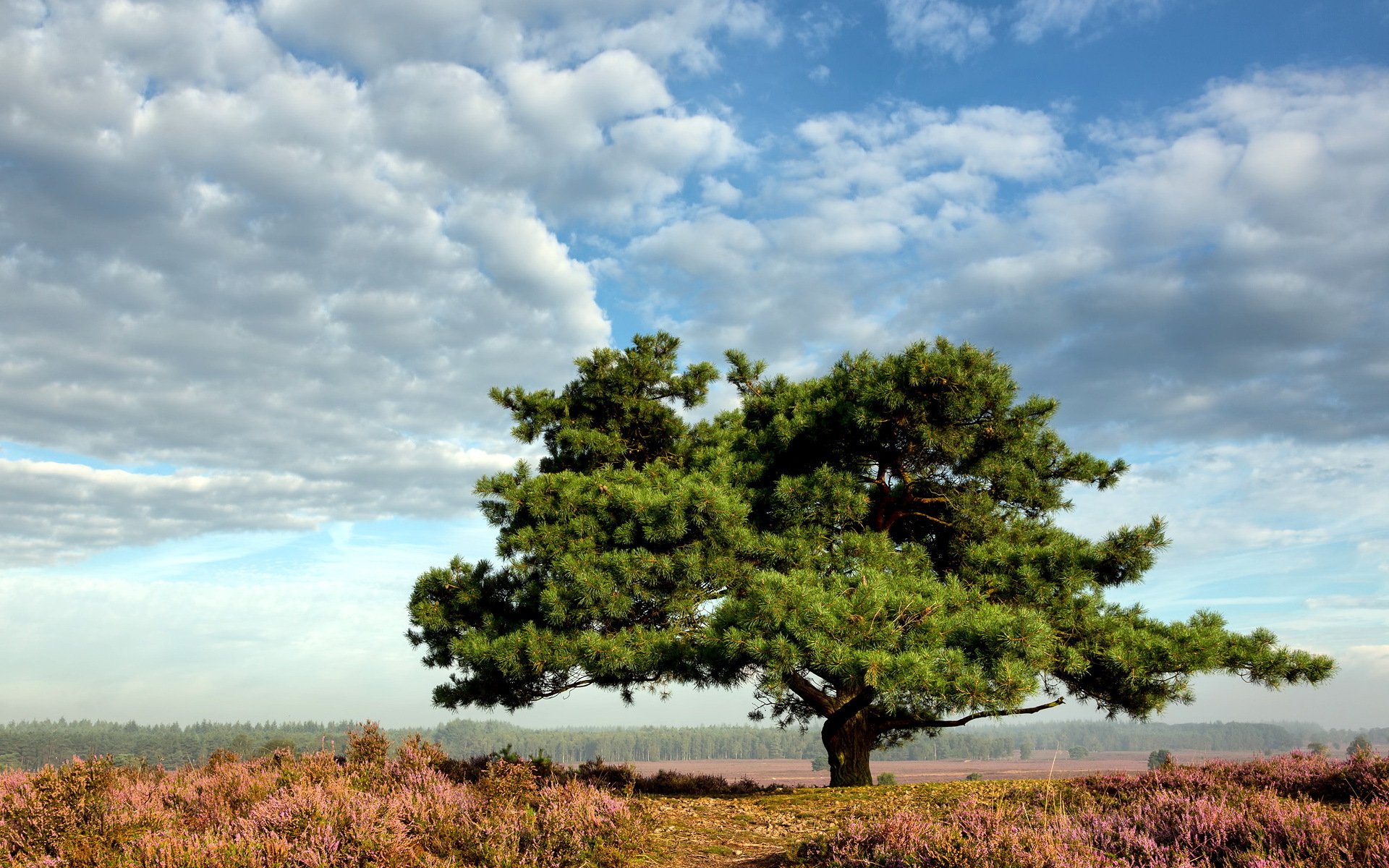 campo albero estate paesaggio