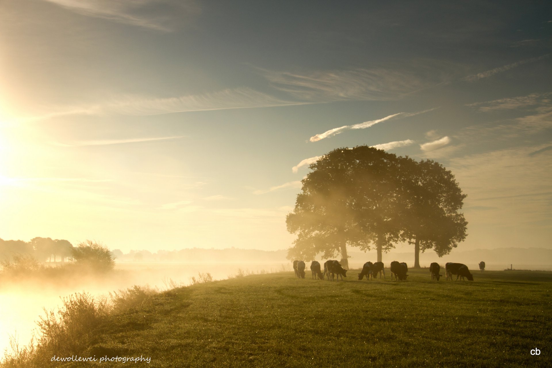 dewollewei pasture cow tree fog dawn