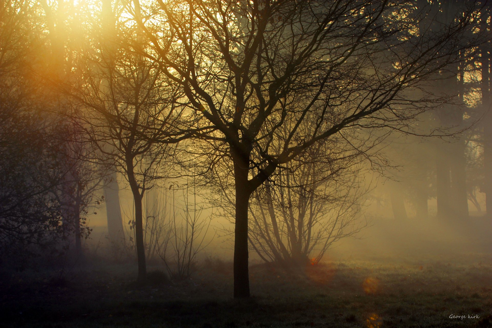 georg kirk arbres brouillard crépuscule rayons