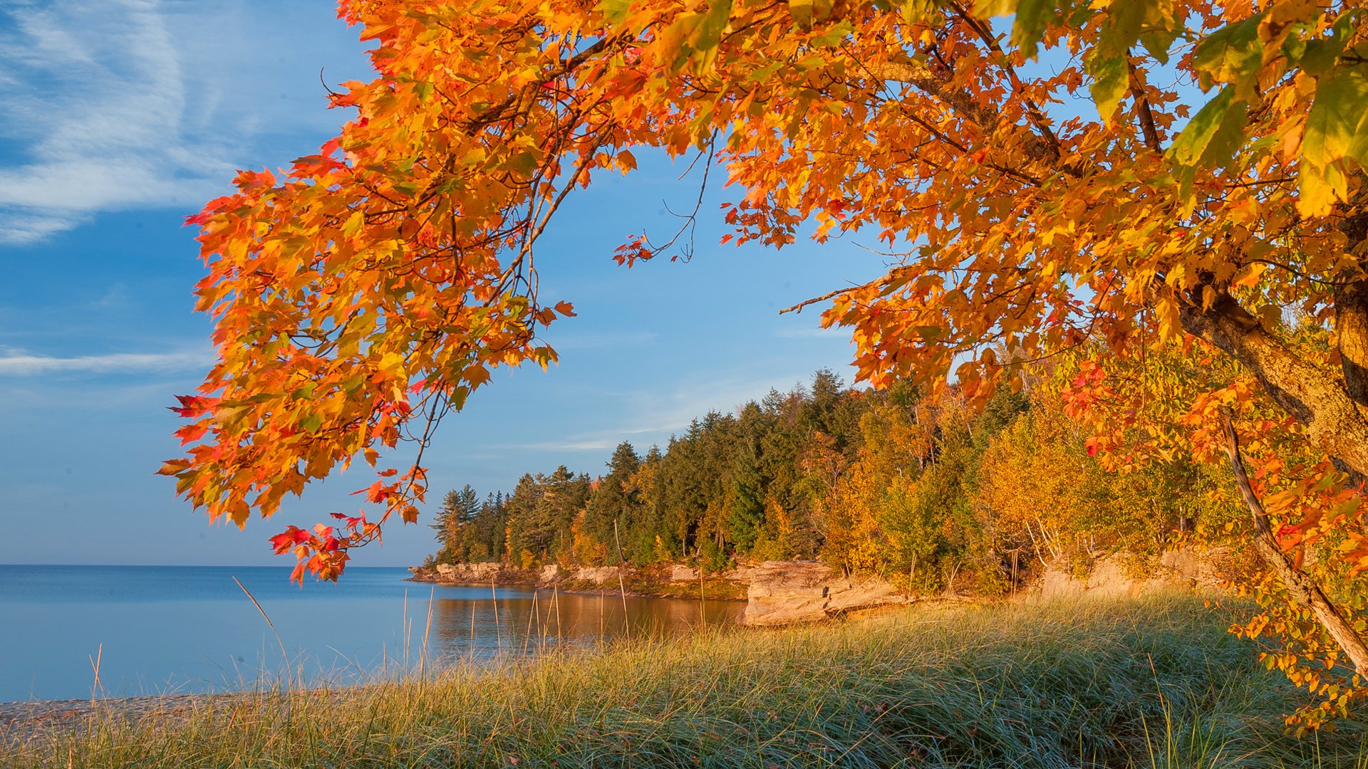 ky lake sea tree leaves autumn forest shore rocks branch crimson