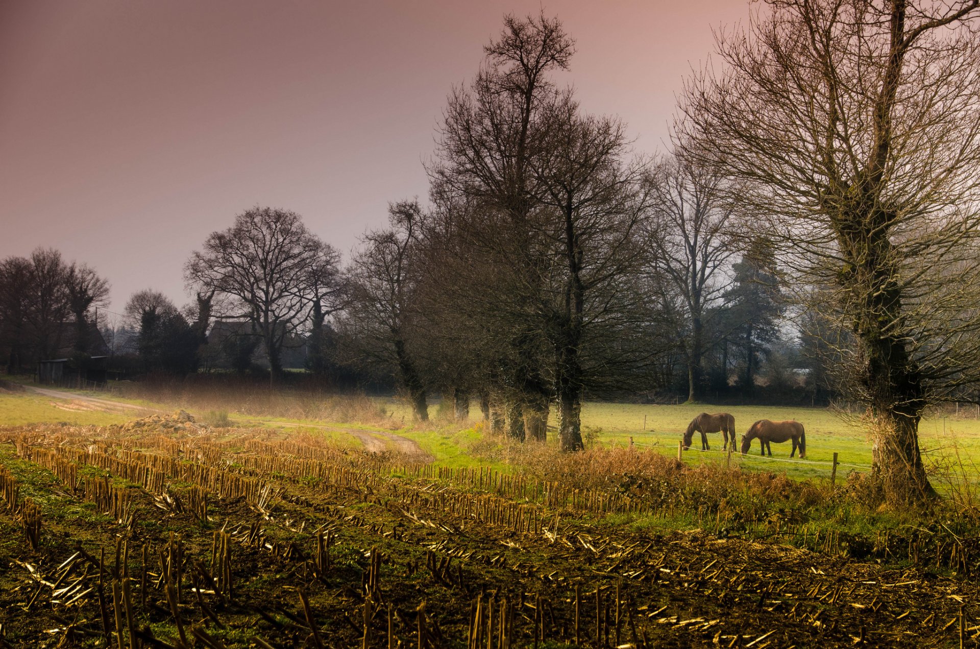 campo árboles caballos noche