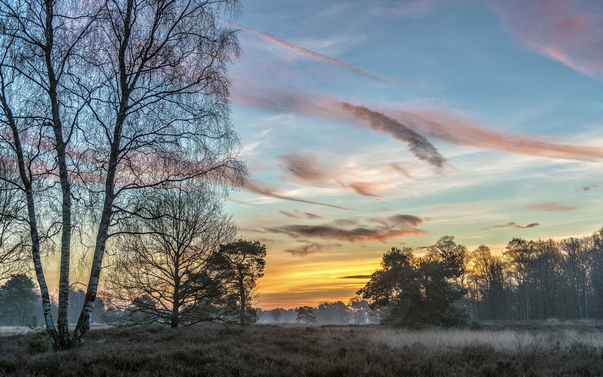 morgen feld baum nebel natur landschaft