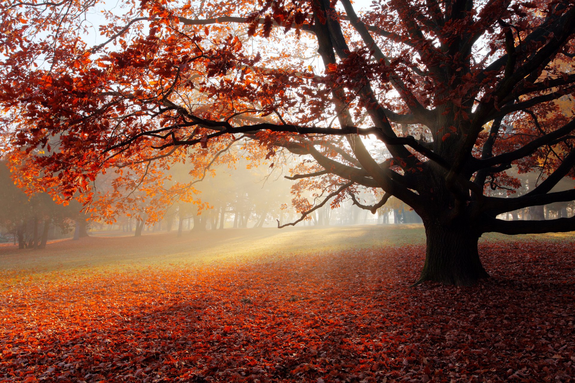 otoño parque árbol solitario hojas de árboles paisaje hermosa escena naturaleza rayos de sol