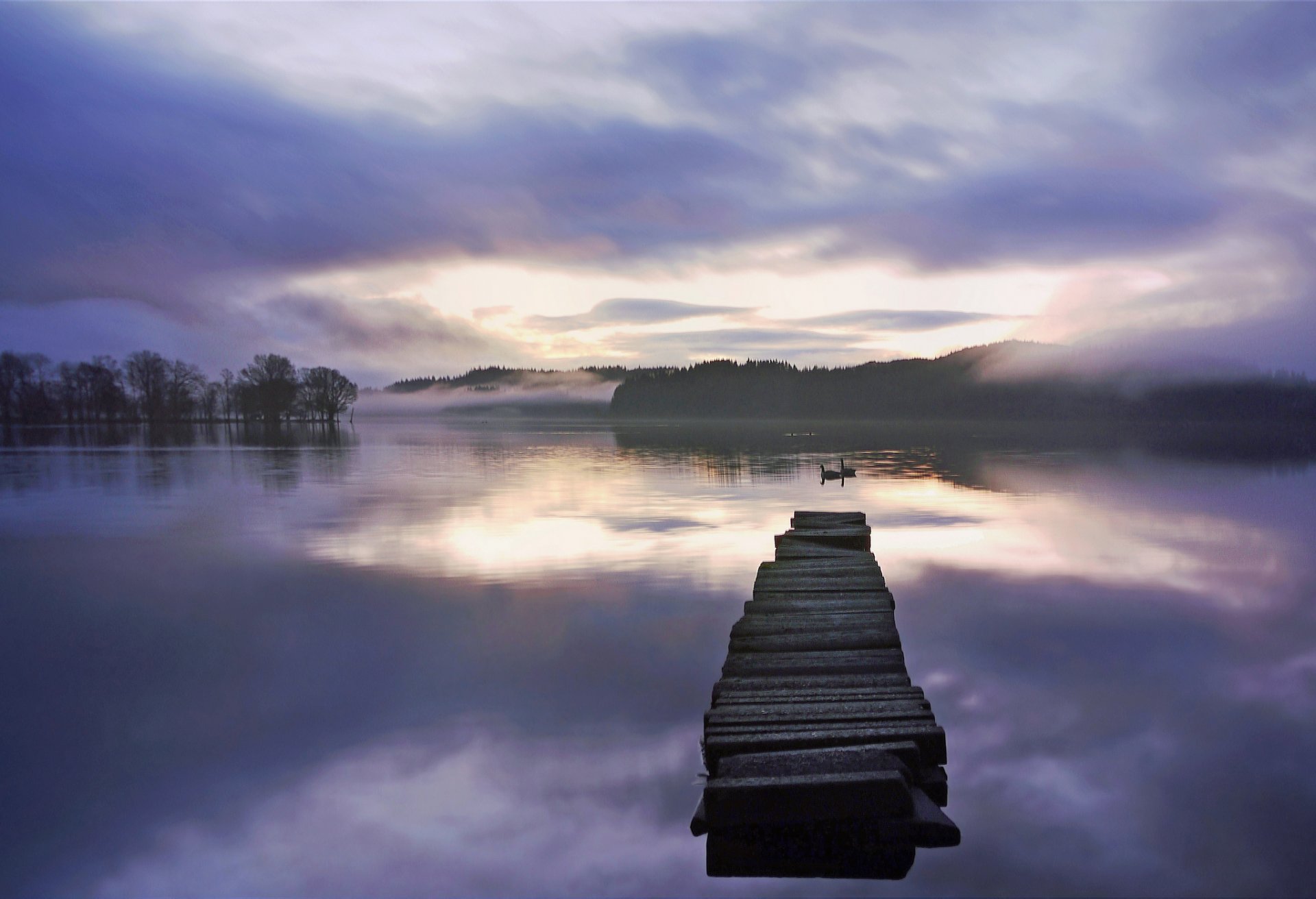 foresta lago ponte cigni nebbia alba