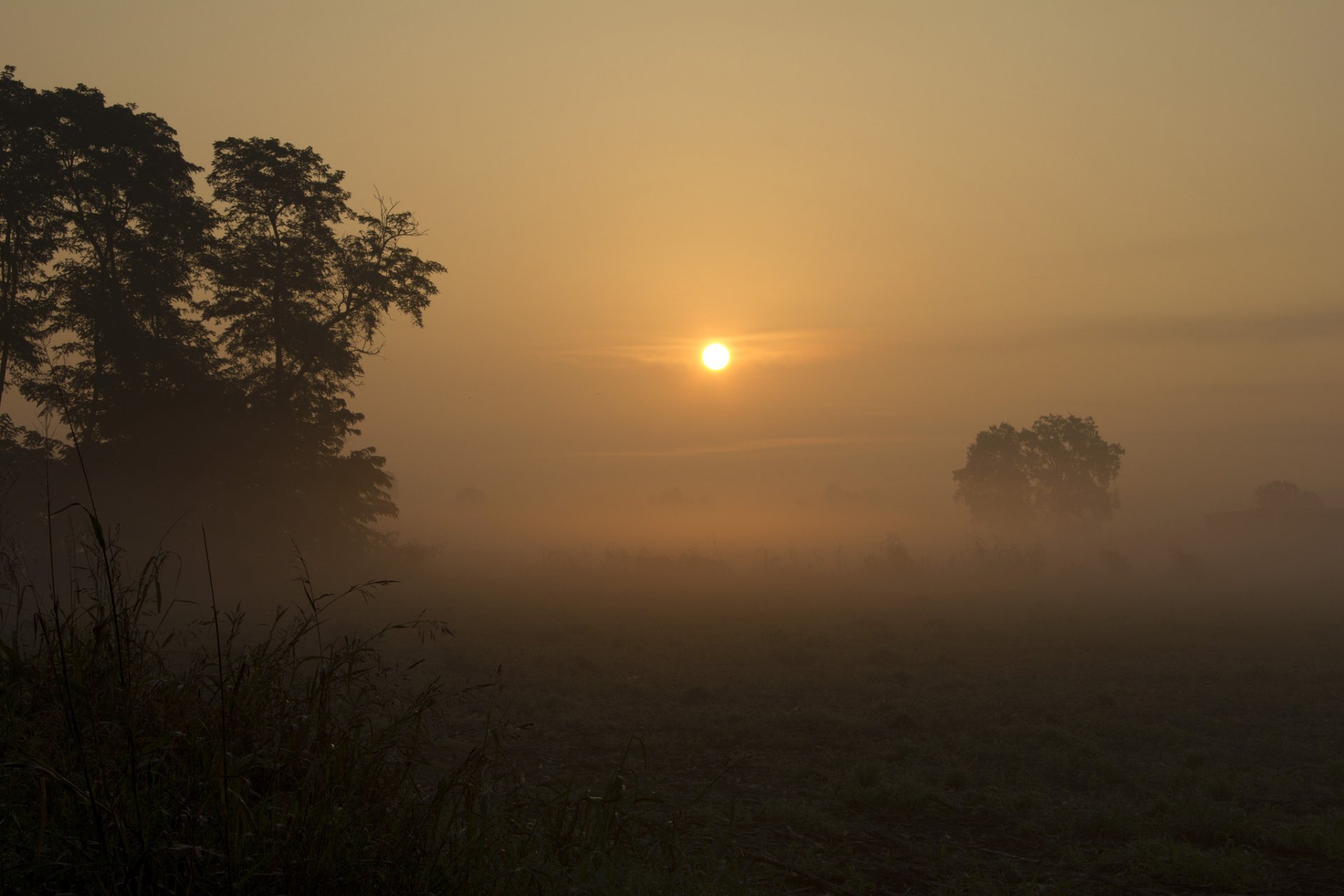 feld bäume nebel sonne dämmerung