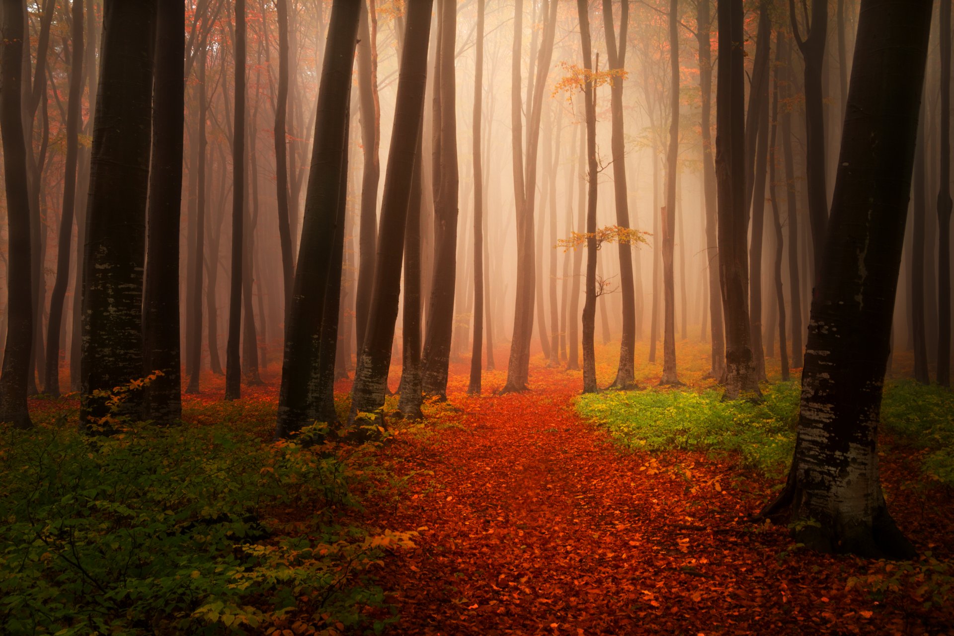 krajobrazy natura jesień drzewa mgła las ścieżka liście